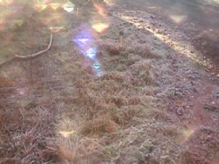 Le reflet du soleil sur l'herbe gele